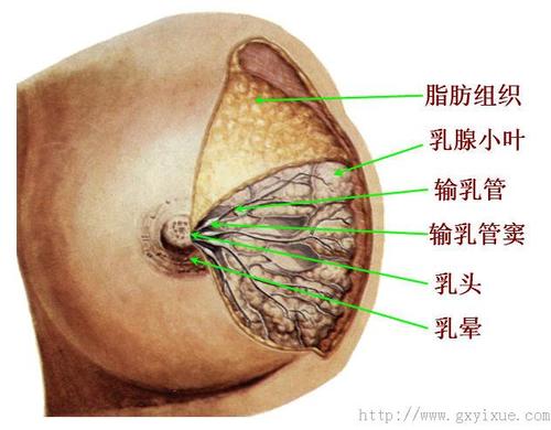 乳方的简单介绍