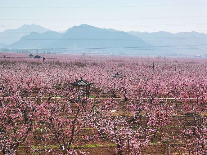 平谷桃花节2021-平谷桃花节2021年